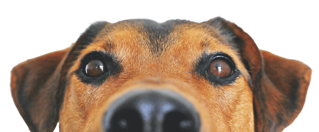 Was ist eine Krankenversicherung für Tiere? Eine Tierkrankenversicherung sichert deinen Hund oder deine Katze ab und übernimmt Tierarztkosten.