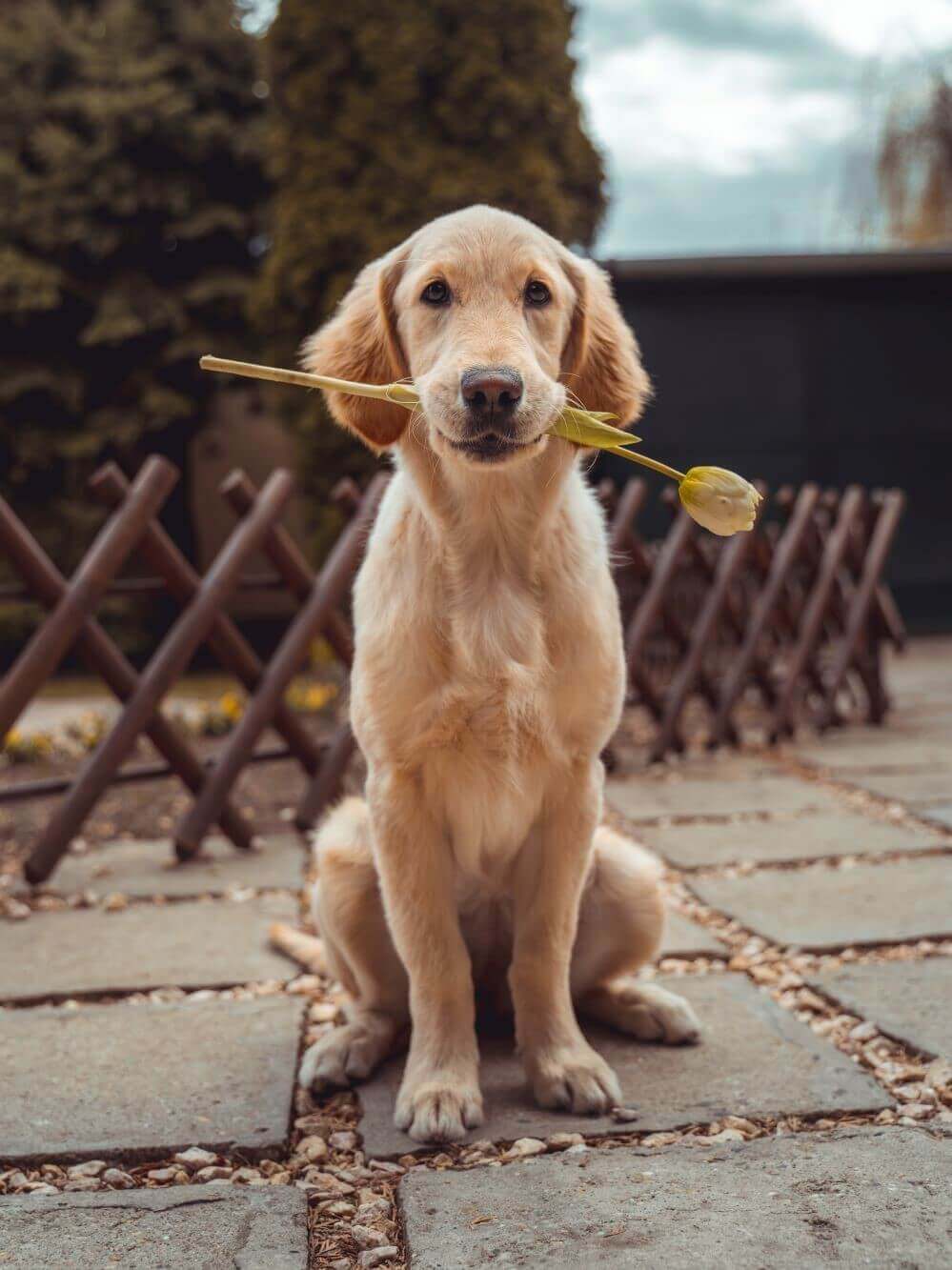 Ob für deinen Hund eine Tierkrankenversicherung sinnvoll ist, erfährst du in einer persönlichen Beratung.